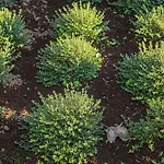 Κατάλυμα σε φάρμα Quinta Da Abelheira Πόντα Ντελγκάντα