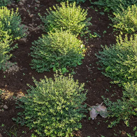 Gospodarstwo agroturystyczne Quinta Da Abelheira São Roque