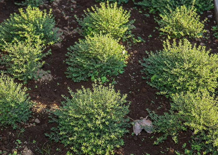 Farm stay Quinta Da Abelheira Ponta Delgada (Sao Miguel)